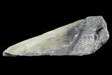 Partial Fossil Megalodon Tooth #89472-1